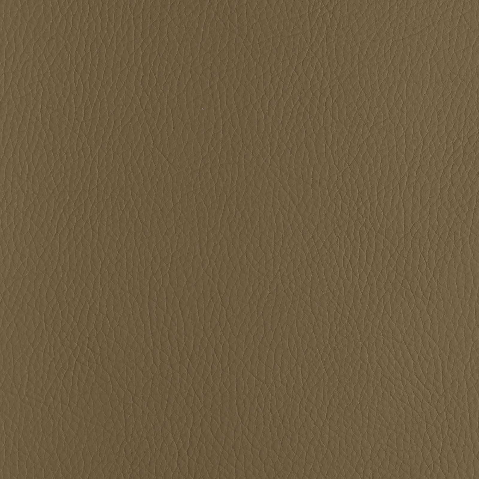 Camel L